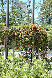 Cross Vine (Bignonia capreolata) at Lakeshore Garden Centres