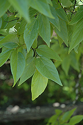 Sugarberry (Celtis laevigata) at Lakeshore Garden Centres