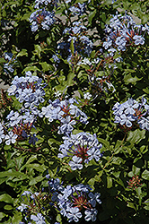 Imperial Rose Plumbago (Plumbago auriculata 'Imperial Rose') at Lakeshore Garden Centres