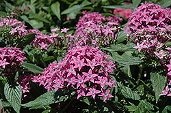Butterfly Lavender Star Flower (Pentas lanceolata 'Butterfly Lavender') at Lakeshore Garden Centres