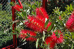 Crimson Bottlebrush (Callistemon lanceolata) at Lakeshore Garden Centres