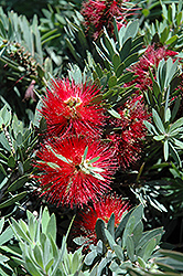 Little John Dwarf Bottlebrush (Callistemon citrinus 'Little John') at Lakeshore Garden Centres