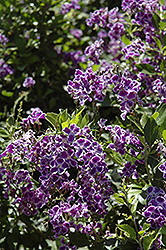 Golden Dewdrop (Duranta erecta) at Lakeshore Garden Centres
