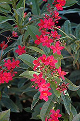 Peregrina (Jatropha integerrima) at Lakeshore Garden Centres