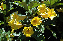 Golden Trumpet (Allamanda cathartica) at Lakeshore Garden Centres
