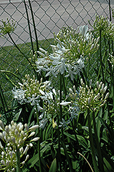 Bressingham White Agapanthus (Agapanthus 'Bressingham White') at Lakeshore Garden Centres