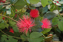 Dwarf Powderpuff (Calliandra haematocephala 'Nana') at Lakeshore Garden Centres