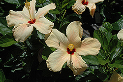 Single Peach Hibiscus (Hibiscus rosa-sinensis 'Single Peach') at Lakeshore Garden Centres