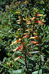 Candy Corn Lobelia (Lobelia longiflora 'Candy Corn') at Lakeshore Garden Centres