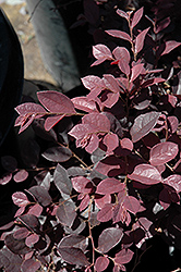 Chang's Ruby Chinese Fringeflower (Loropetalum chinense 'Chang's Ruby') at Lakeshore Garden Centres