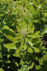 Dwarf Southern Wax Myrtle (Myrica cerifera var. pumila) at Lakeshore Garden Centres