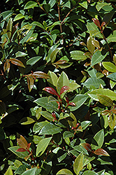Surinam Cherry (Eugenia uniflora) at Lakeshore Garden Centres