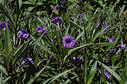 Purple Showers Mexican Petunia (Ruellia brittoniana 'Purple Showers') at Lakeshore Garden Centres