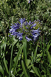 Midknight Blue Agapanthus (Agapanthus 'Monmid') at Lakeshore Garden Centres