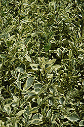 Variegated Japanese Privet (Ligustrum japonicum 'Variegatum') at Lakeshore Garden Centres