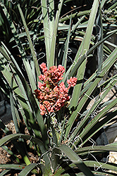 Spanish Dagger (Yucca gloriosa) at Lakeshore Garden Centres