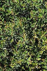 Dwarf Yaupon Holly (Ilex vomitoria 'Nana') at Lakeshore Garden Centres