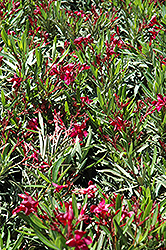 Dwarf Red Oleander (Nerium oleander 'Dwarf Red') at A Very Successful Garden Center
