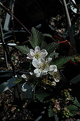 Navaho Thornless Blackberry (Rubus 'Navaho') at Lakeshore Garden Centres