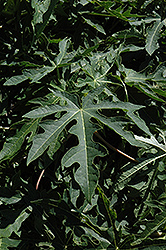 Papaya (Carica papaya) at Lakeshore Garden Centres