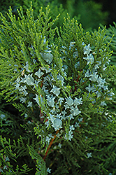 Blue Cone Arborvitae (Thuja orientalis 'Blue Cone') at Lakeshore Garden Centres