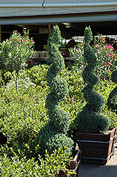 Blue Point Spiral Juniper (Juniperus chinensis 'Blue Point (spiral)') at Lakeshore Garden Centres