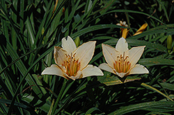 Little Women Daylily (Hemerocallis 'Little Women') at Lakeshore Garden Centres