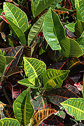 Variegated Croton (Codiaeum variegatum) at Golden Acre Home & Garden