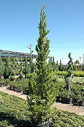 Hollywood Juniper (Juniperus chinensis 'Torulosa') at Lakeshore Garden Centres