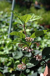 Japanese Ardisia (Ardisia japonica) at Lakeshore Garden Centres
