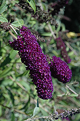 Nanho Purple Butterfly Bush (Buddleia davidii 'Nanho Purple') at Lakeshore Garden Centres