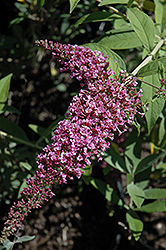 Charming Summer Butterfly Bush (Buddleia davidii 'Charming Summer') at Lakeshore Garden Centres