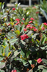 Crown Of Thorns (Euphorbia milii) at Golden Acre Home & Garden