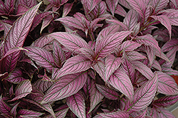 Persian Shield (Strobilanthes dyerianus) at Golden Acre Home & Garden