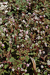 Magic Carpet Knotweed (Persicaria capitata 'Magic Carpet') at Lakeshore Garden Centres