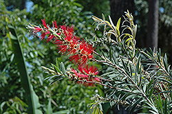 Hannah Ray Bottlebrush (Callistemon viminalis 'Hannah Ray') at Lakeshore Garden Centres