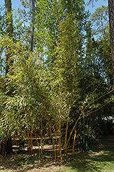 Painted Bamboo (Bambusa vulgaris 'Vittata') at Lakeshore Garden Centres