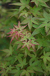 Chishio Japanese Maple (Acer palmatum 'Chishio') at Lakeshore Garden Centres
