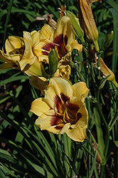 Black Pepper Daylily (Hemerocallis 'Black Pepper') at Lakeshore Garden Centres