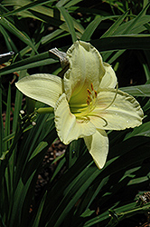 Gypsy Spirit Daylily (Hemerocallis 'Gypsy Spirit') at Lakeshore Garden Centres