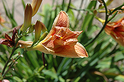 Laughing Clown Daylily (Hemerocallis 'Laughing Clown') at Lakeshore Garden Centres