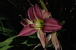 Ken Henson Daylily (Hemerocallis 'Ken Henson') at Lakeshore Garden Centres