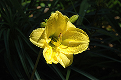 Sweet Pea Daylily (Hemerocallis 'Sweet Pea') at Lakeshore Garden Centres