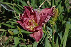 King Of Kings Daylily (Hemerocallis 'King Of Kings') at Lakeshore Garden Centres
