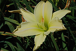 My Peggy Daylily (Hemerocallis 'My Peggy') at Lakeshore Garden Centres