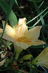 Spanish Masquerade Daylily (Hemerocallis 'Spanish Masquerade') at Lakeshore Garden Centres