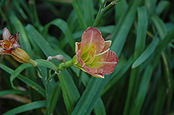 Persian Pixie Daylily (Hemerocallis 'Persian Pixie') at Lakeshore Garden Centres