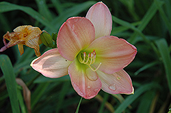 Apple Blossom Sue Daylily (Hemerocallis 'Apple Blossom Sue') at Lakeshore Garden Centres