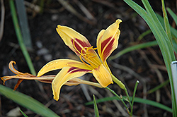 Taj Mahal Daylily (Hemerocallis 'Taj Mahal') at Lakeshore Garden Centres