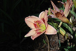 Master Magician Daylily (Hemerocallis 'Master Magician') at Lakeshore Garden Centres